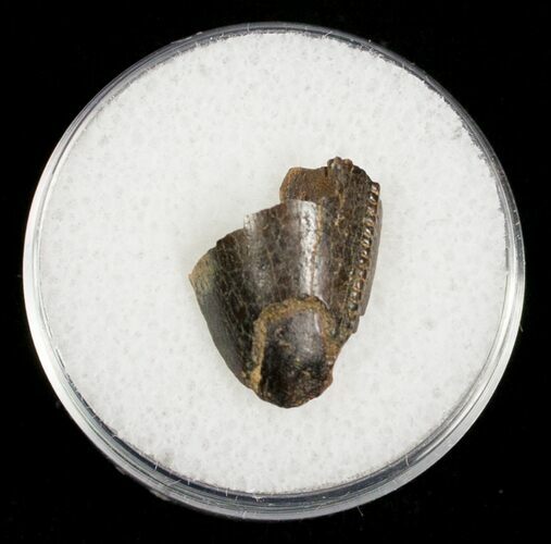 Partial Serrated Tyrannosaurid Tooth Tip - T-Rex #4424